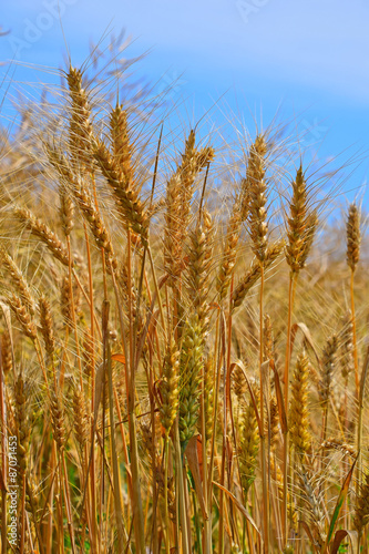 Field of ripe mature wheat ears under blue sky