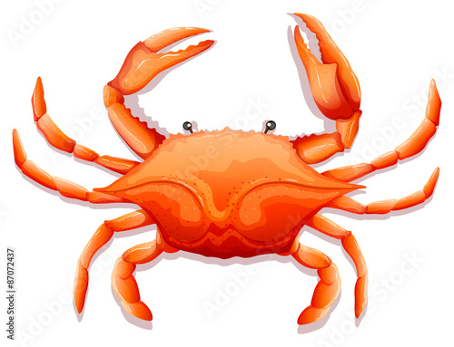 Fresh crab photo