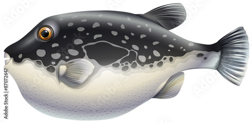 Puffer fish