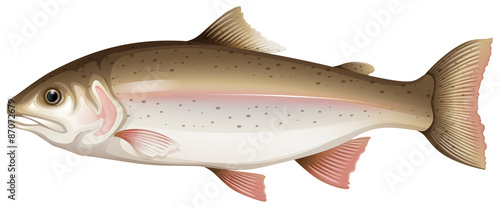 Trout
