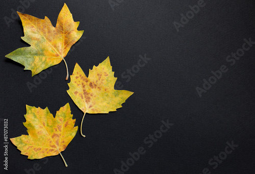 Black background with three maple leafs