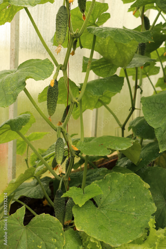 cucumber cucumber