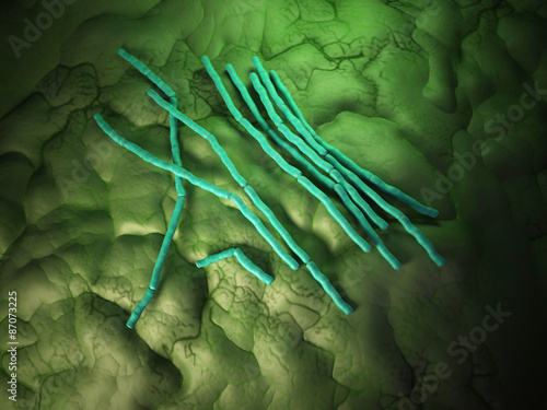 Schilderij op canvas medical bacteria illustration of the Bacillus cereus