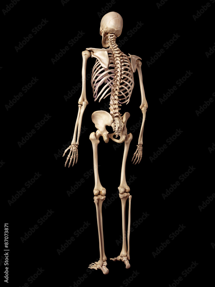 medical accurate illustration of the human skeleton medical accurate illustration of the human skeleton