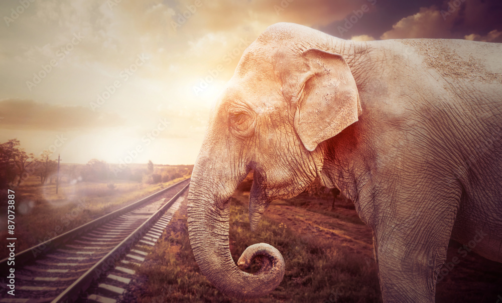 Fototapeta premium elephant at railway road sunset