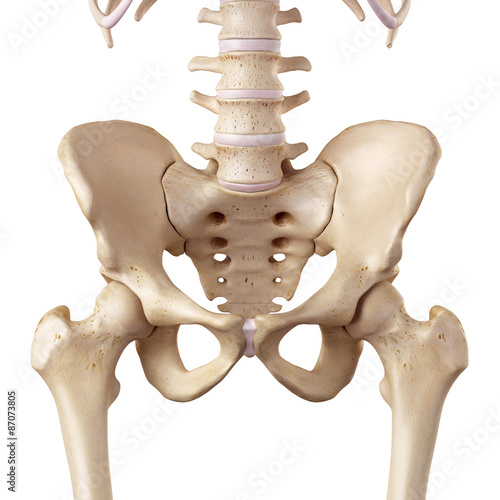 medical accurate illustration of the hip