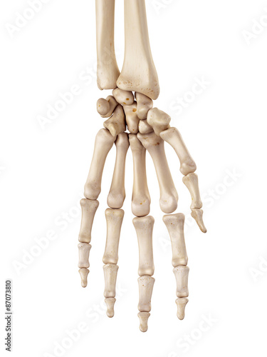 Quadro su tela medical accurate illustration of the hand bones