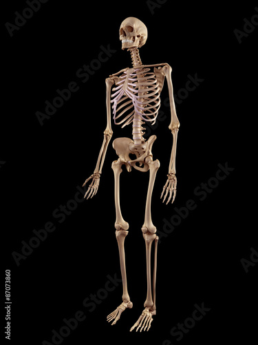 medical accurate illustration of the human skeleton © Sebastian Kaulitzki