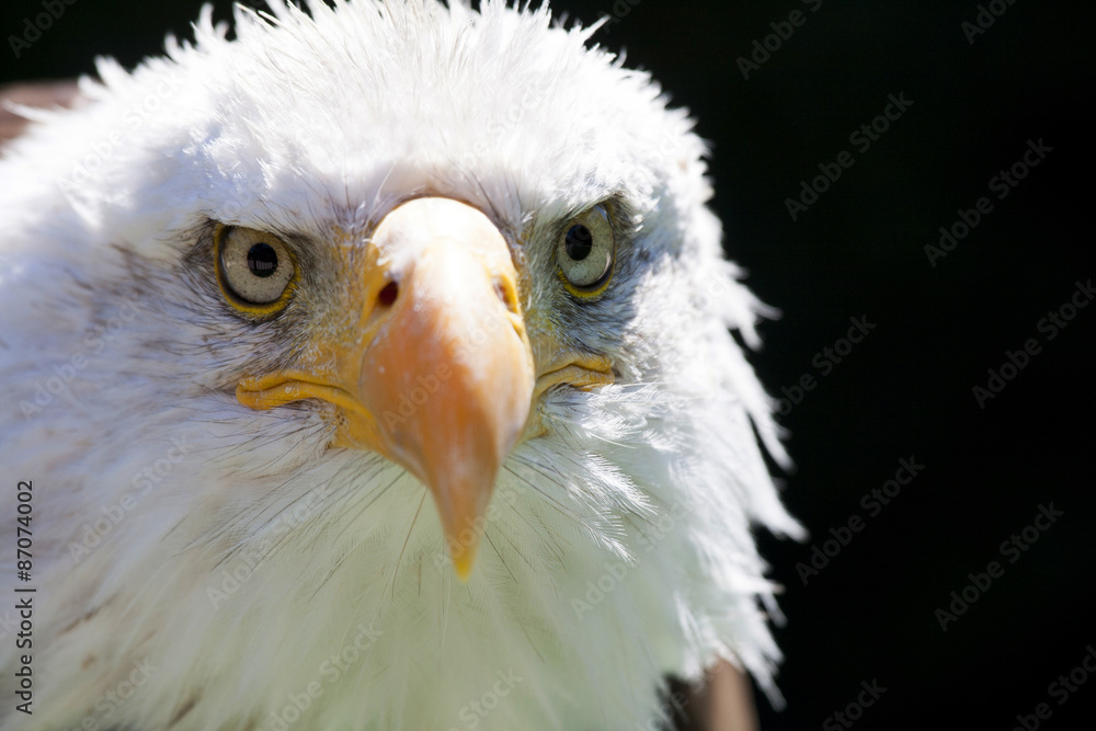 Obraz premium North American Bald Eagle