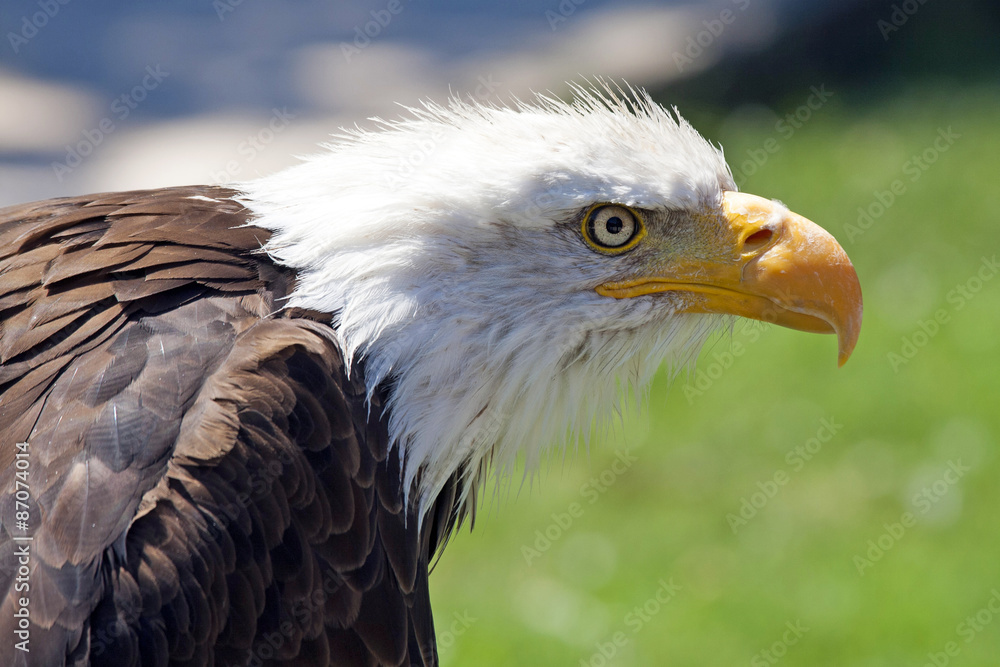 Obraz premium North American Bald Eagle