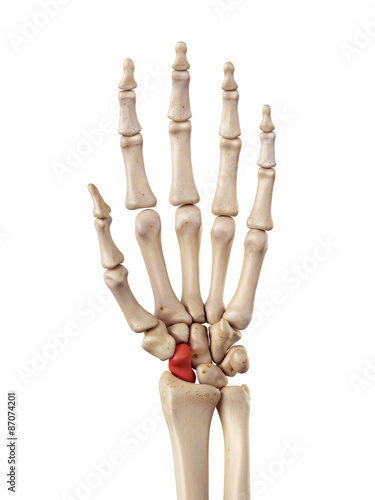 medical accurate illustration of the scaphoid bone photo