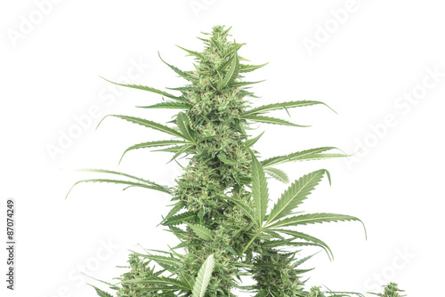 Bush of cannabis isolated on white