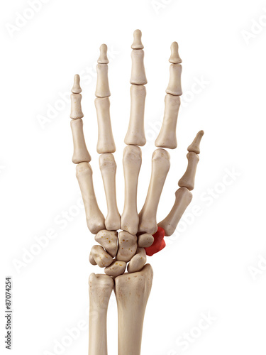 Billede på lærred medical accurate illustration of the trapezium bone