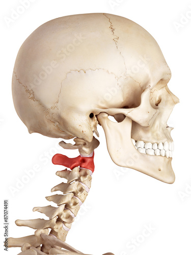 medical accurate illustration of the axis bone
