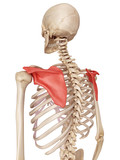 medical accurate illustration of the scapula
