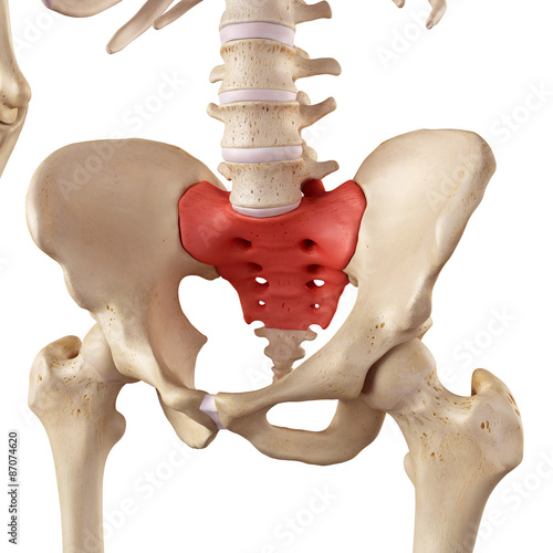medical accurate illustration of the sacrum