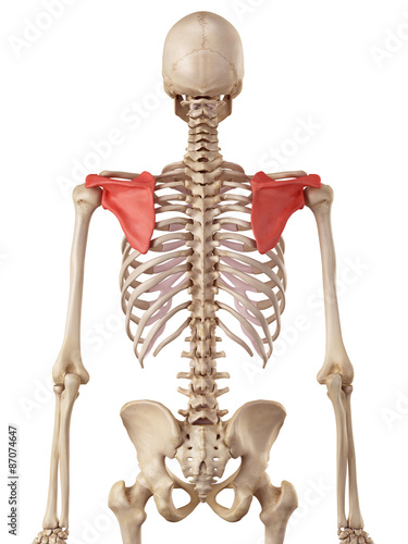 medical accurate illustration of the scapula photo