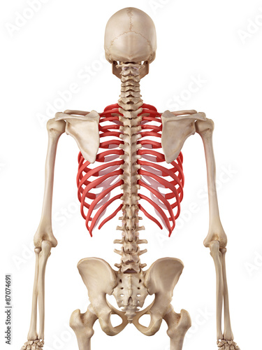 medical accurate illustration of the rib cage