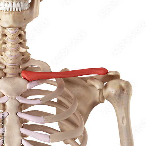 medical accurate illustration of the clavicle photo