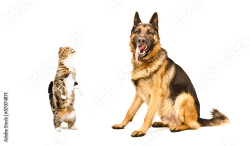 German Shepherd and cat Scottish fold  © sonsedskaya