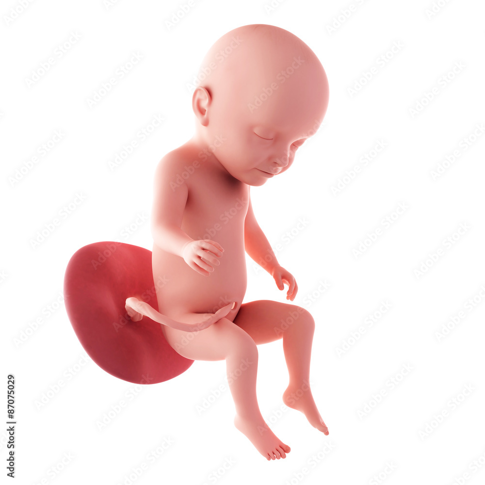 medical accurate illustration of a fetus - week 31 medical accurate illustration of a fetus - week 31