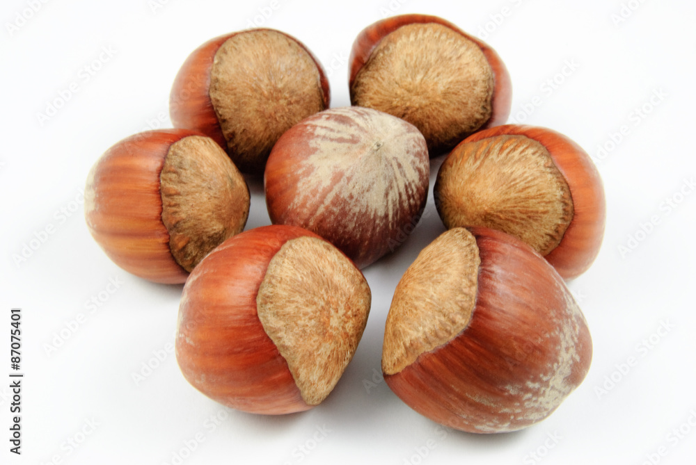 Nahaufnahme von sieben Haselnüssen (Corylus avellana) auf weißem Hintergrund - hazelnuts
Nahaufnahme von sieben Haselnüssen (Corylus avellana) auf weißem Hintergrund - hazelnuts