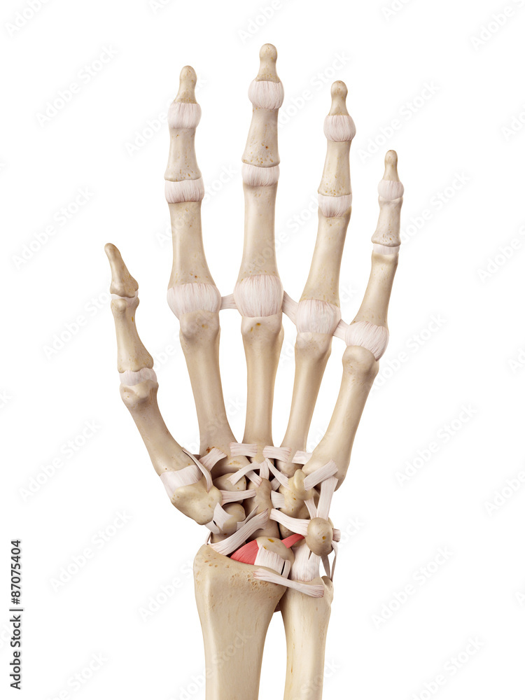 medical accurate illustration of the radioulnate ligament