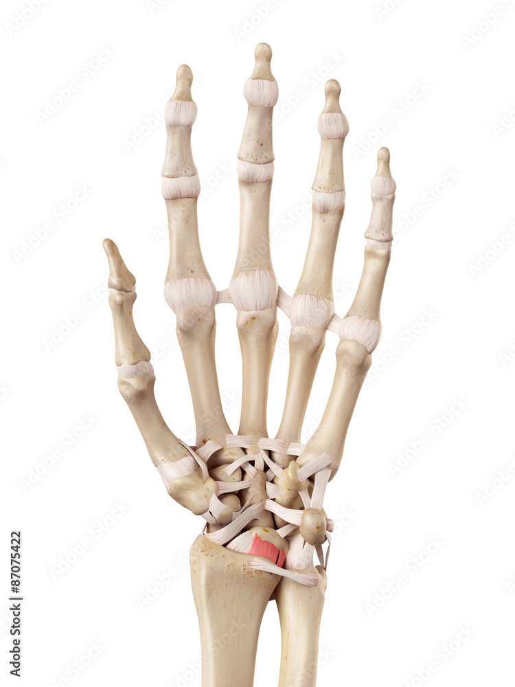 medical accurate illustration of the radioscapholunate ligament medical accurate illustration of the radioscapholunate ligament