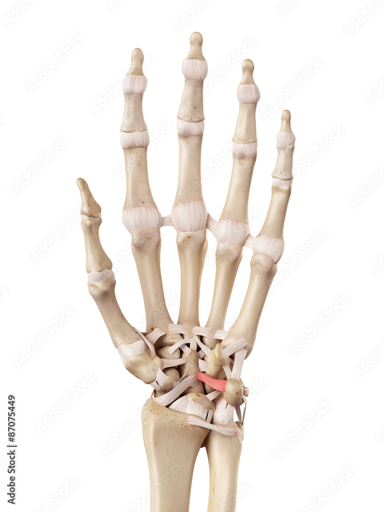 medical accurate illustration of the ulnararcuate ligament medical accurate illustration of the ulnararcuate ligament
