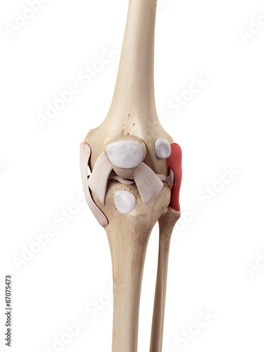 medical accurate illustration of the fibular collateral ligament photo