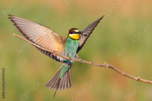 European bee eater (Merops apiaster)