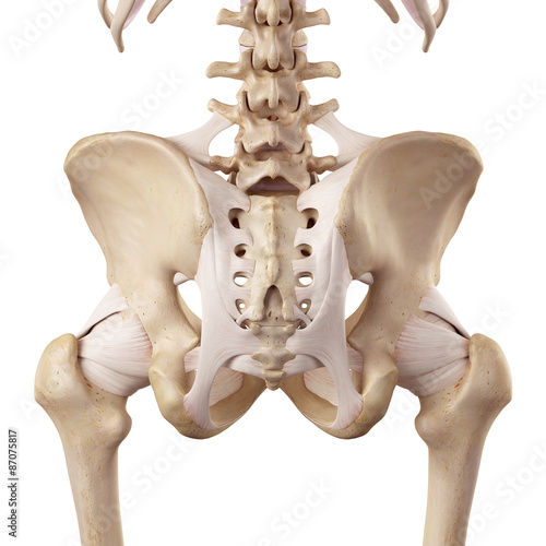 medical accurate illustration of the hip ligaments photo
