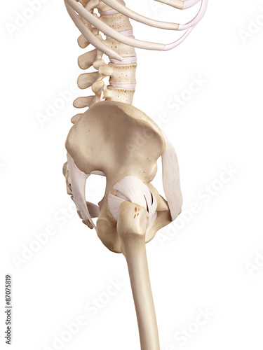 medical accurate illustration of the hip ligaments photo