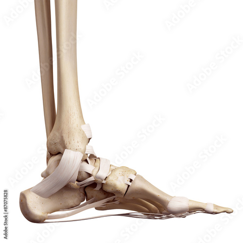 medical accurate illustration of the foot ligaments photo