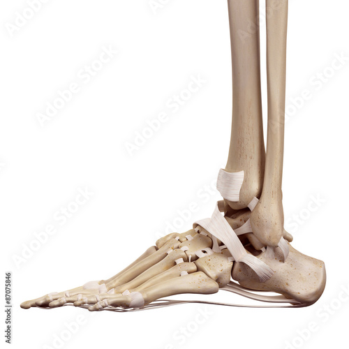 medical accurate illustration of the foot ligaments