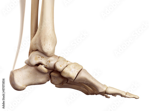 Fotografie medical accurate illustration of the achilles tendon