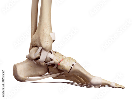 medical accurate illustration of the cuneonavicular ligament