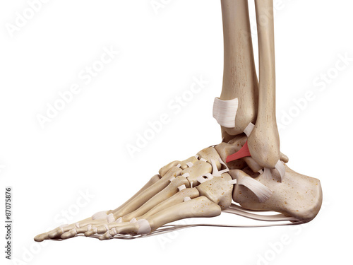 Quadro em tela medical accurate illustration of the anterior talofibular ligament