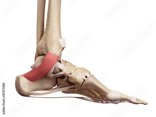 medical accurate illustration of the flexor retinaculum