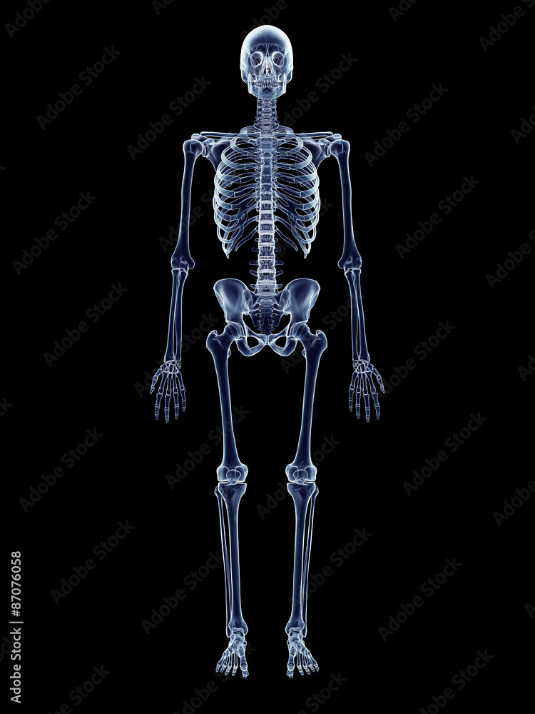 accurate medical illustration of the human skeleton