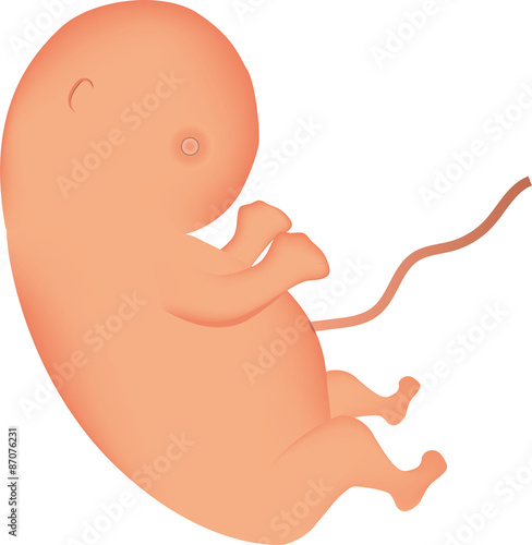 Embryo