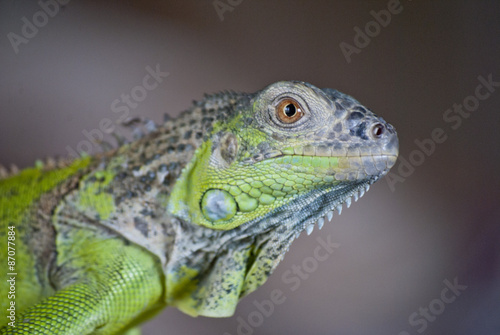iguanan dark green or as they say in the usual background attentively looks forward