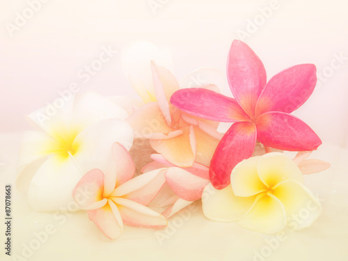 Abstract Plumeria Flower background. beautiful flowers made with colorful filters.