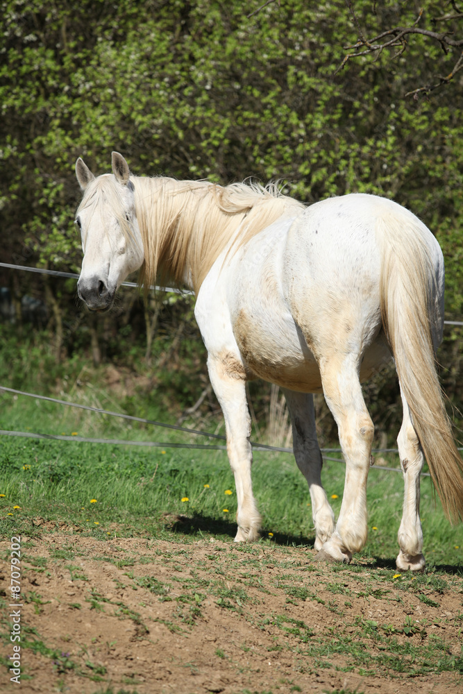 Andalusian mare with long hair in spring Andalusian mare with long hair in spring