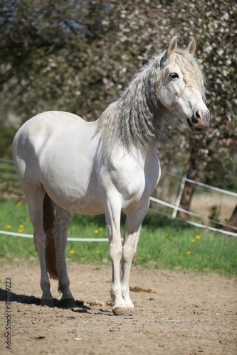 Andalusian mare with long hair in spring © Zuzana Tillerova