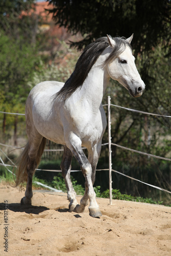 Amazign white andalusian stallion moving © Zuzana Tillerova