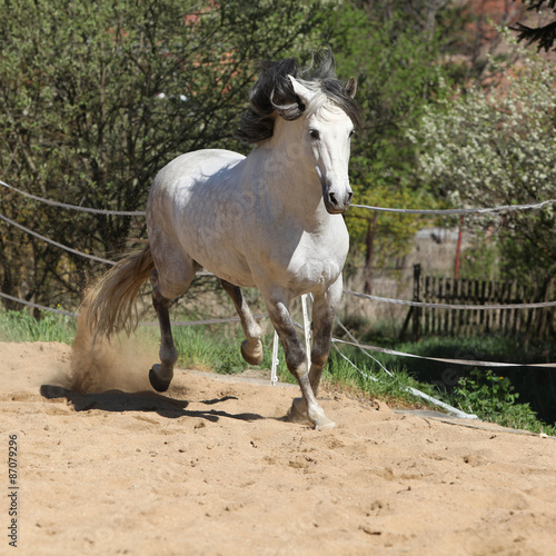 Amazign white andalusian stallion moving