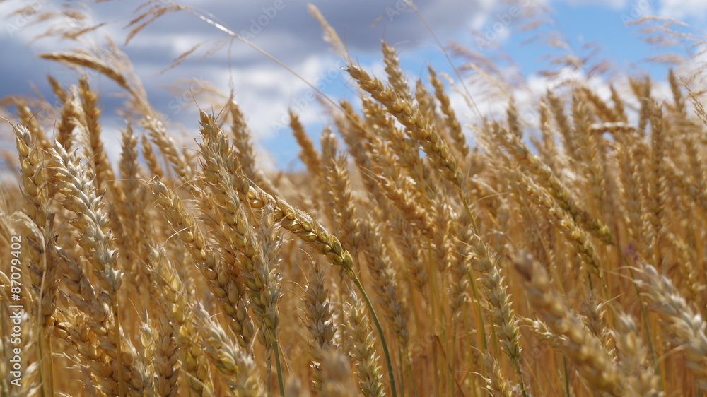 Fototapeta premium Природа