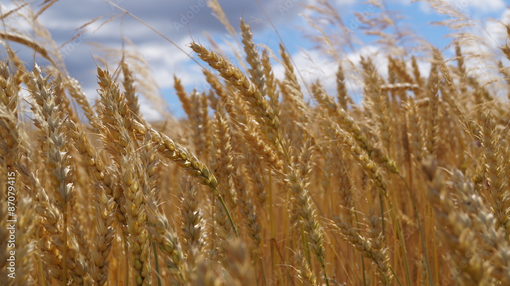 Fototapeta premium Природа