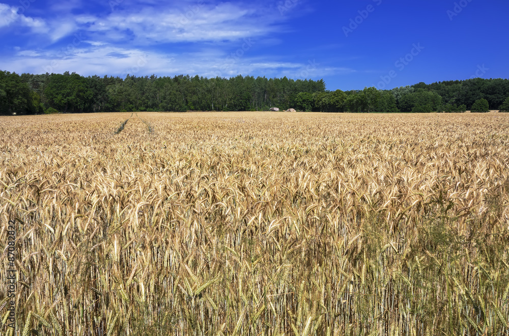 Wheat field Wheat field